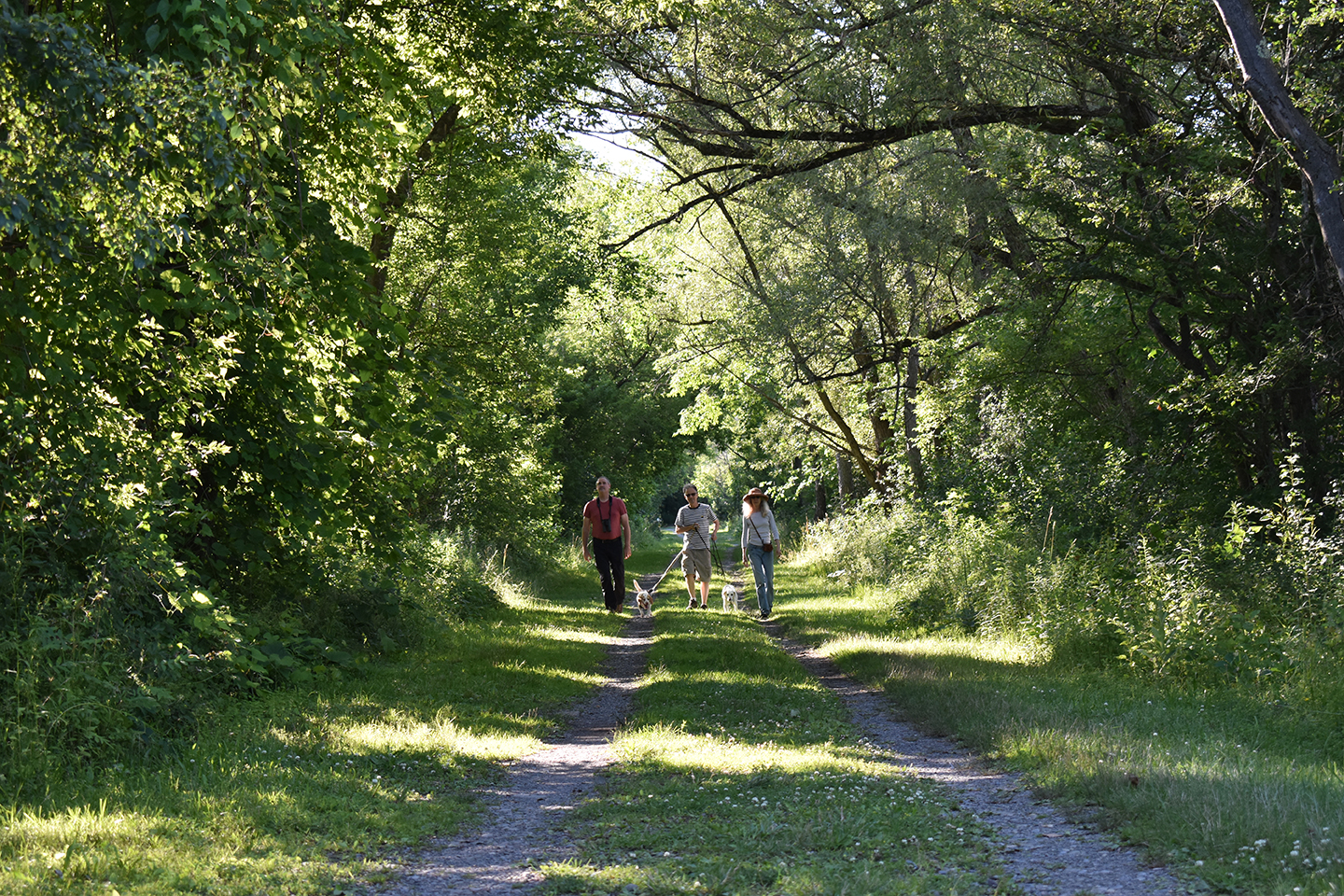 View of the Dryden Rail Trail with three people who are walking their dogs.