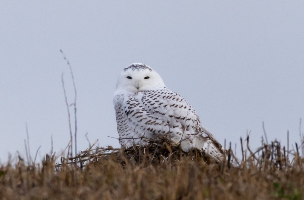 Snowy Owl copyright Jay McGowan