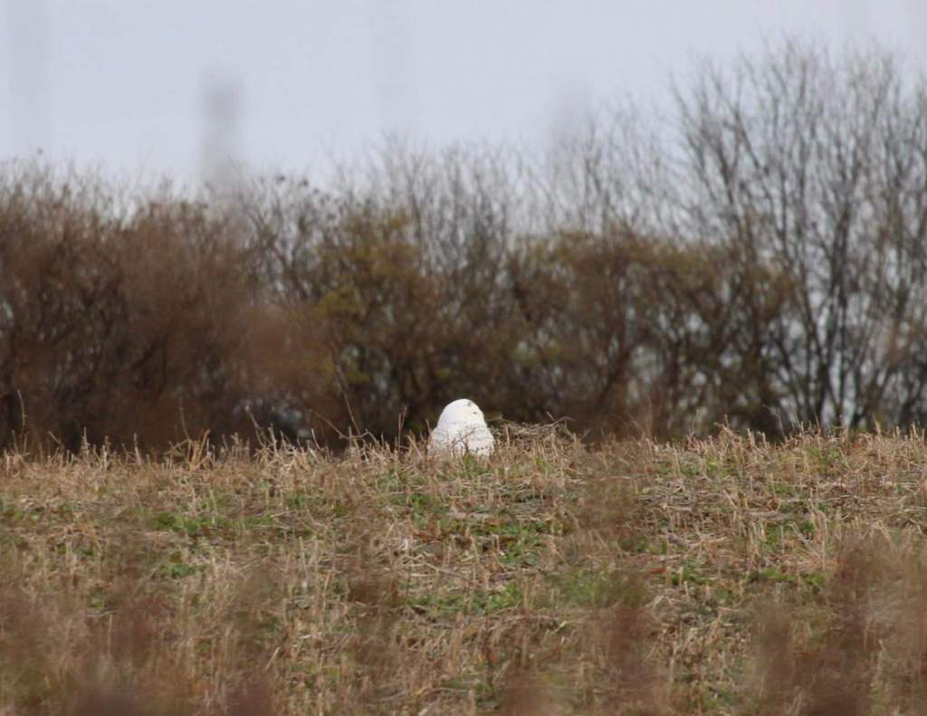 Snowy Owl in field copyright Holly Grant.