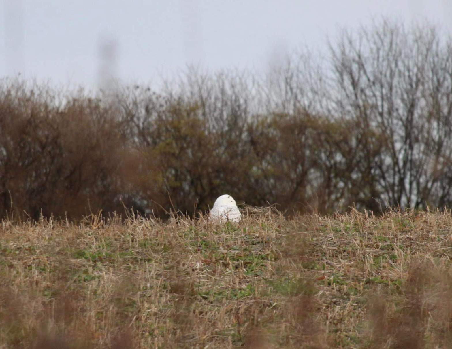 Snowy Owl in field copyright Holly Grant.