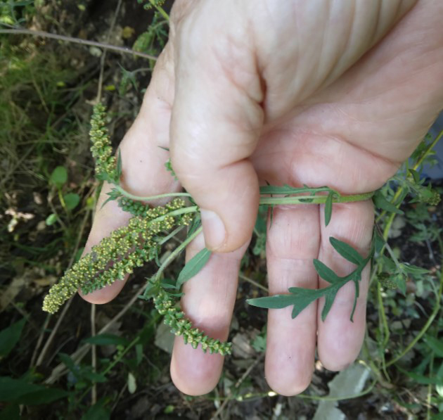 A hand holding ragweed