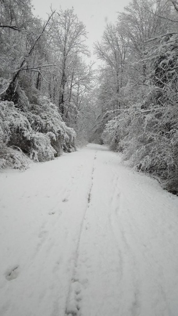 Snowy covered path and trees. There are grooves in the snow suggesting someone on cross-country skis has been by.